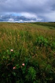 Willa Cather Memorial Prairie