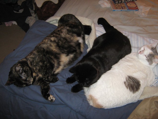 Cats Take Over Bedroom!