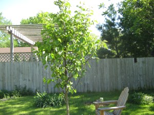 Our back yard, Spring 2013.