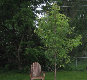 Our pear tree is growing.