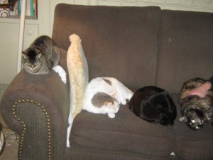 The third gen on their couch.  (Yes, it's a mess, but it's theirs.)