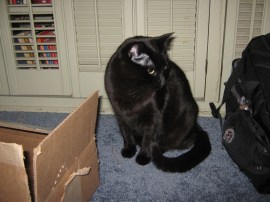 Black cat with holiday toys (a box and a knapsack).