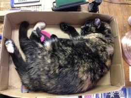 Martha the bookstore cat