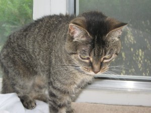 Tigger on the porch.