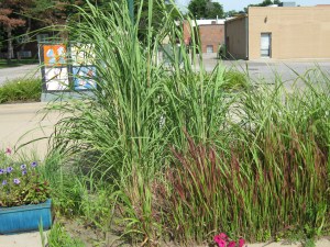 Prairie grass on the coffeehouse patio.