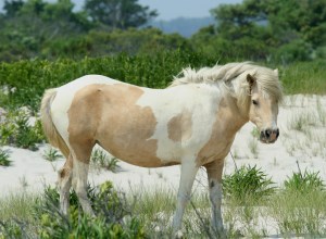 A wild pony at Assateague.