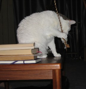 Moby on coffee table with mouse