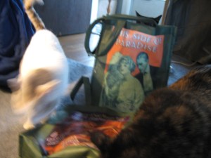 My cats speedily (and blurrily) explore emergency B&N bags.