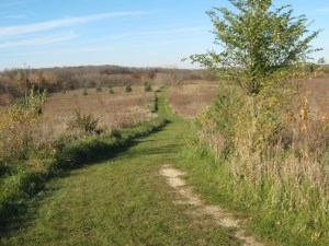 Prairie in Lower Arboretum